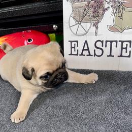 Red - Fawn male Pug puppy in Baylis, Illinois from Cameo's Pugs