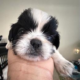 Izzy - Black and white female Shih Tzu puppy in Buford, Georgia from Shih Tzu by MayMay