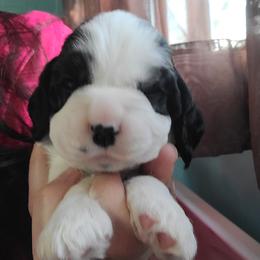 Boy 3 - Cocker Spaniel puppy in Northampton, Pennsylvania from ChristMos Cockers