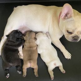 French Bulldog Puppies from FOSTERS FRENCHIES