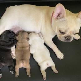 French Bulldog Puppies from FOSTERS FRENCHIES