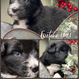 (3) Fortune 1621 - Black tri-color male Australian Shepherd puppy in Huntington, Texas from JKKJ Farms