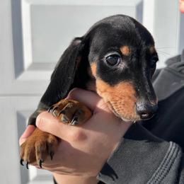 Black and Tan Female 2 CKC REGISTERED 2800 - Black and tan female Dachshund puppy in Blackstone, Virginia from Cheyenne's Dachshunds
