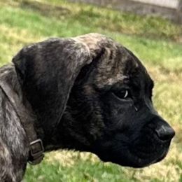 Kalifah - Gray brindle female Cane Corso puppy in Conroe, Texas from Miracle City