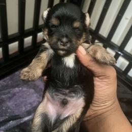 Woody(1500) - Black and tan male Yorkshire Terrier puppy in Gastonia, North Carolina from Precious pups dynasty kennel