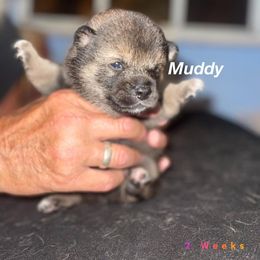 Shiba Inu Puppies from ScrapiShibas