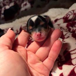 Gizmo - Parti male Yorkshire Terrier puppy in Illinois from Pretty Little Yorkies