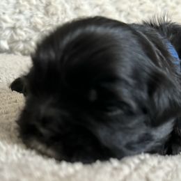 Maltese, Pomeranian, Shih Tzu, and Yorkshire Terrier Puppies from Gibbs Gorgeous Paws LLC