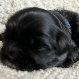 Maltese, Pomeranian, Shih Tzu, and Yorkshire Terrier Puppies from Gibbs Gorgeous Paws LLC