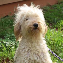 Kitty - Goldendoodle