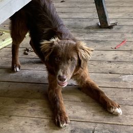 Miniature Australian Shepherd Puppies from AL Riley Aussies