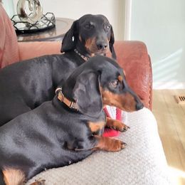 Dachshunds from Tracking Idaho Hazel