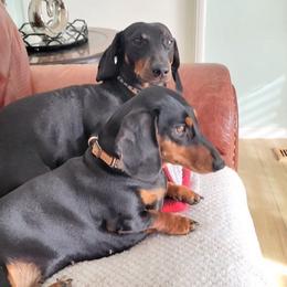 Dachshunds from Tracking Idaho Hazel