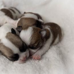 Baby - Sable spotted white male Chihuahua puppy in Troy, Missouri from Limelight Chihuahuas