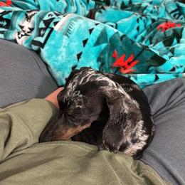 Ziggie - Dapple female Dachshund puppy in El Paso, Texas from Stella's Lone Star Kennels