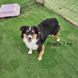Angela - Black tri female Miniature Australian Shepherd puppy in Snowflake, Arizona from Halfpint Aussies