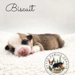 Biscuit - Red male Pembroke Welsh Corgi puppy in Cameron, North Carolina from Butts Family Corgis