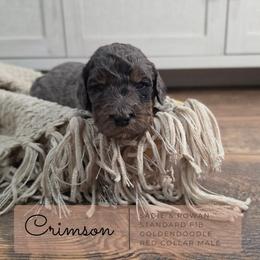 Red Collar - Crimson - Merle male Goldendoodle puppy in West Chester, Ohio from Doodles of West Chester