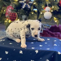 Boy 3 - Dalmatian puppy in Knoxville, Arkansas from K2 Dalmatians