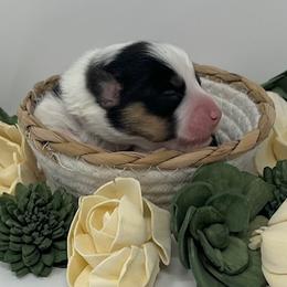 Hubble (fluffy) - Brindle and white male American Corgi puppy in Waco, Texas from The Comma Corgis