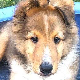 Blue - Sable and white male Shetland Sheepdog puppy in Chandler, Arizona from Keri Koch