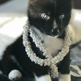 Pomskies from Pomskies of Hawaii