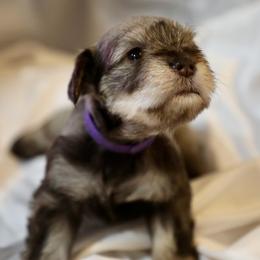 Ms. Violet - Liver female Miniature Schnauzer puppy in Pensacola, Florida from Reservoir Dogs