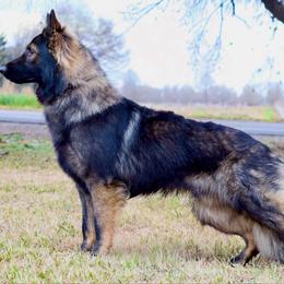 Vlad - German Shepherd