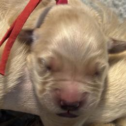 Girl 3 - female Golden Retriever puppy in Oklahoma City, Oklahoma from Shire Springs Kennels