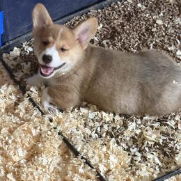 Boy 2 - Sable male Pembroke Welsh Corgi puppy in Sterling, Connecticut from Corgi Cottage