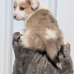Sweet Potato - Red merle and white female Cardigan Welsh Corgi puppy in Hotchkiss, Colorado from Bell S Ranch