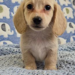 Gohlke 2800 - Cream male Dachshund puppy in Gatesville, Texas from CJ's Dach Dynasty