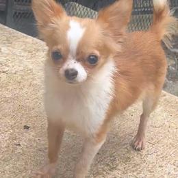 Pedro - Fawn and white male Chihuahua puppy in New Castle, Delaware from Sasha’s Elite Kennel LLC
