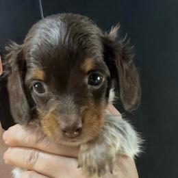 Chacma - Piebald male Dachshund puppy in Bigfork, Minnesota from Dachshunds Up North
