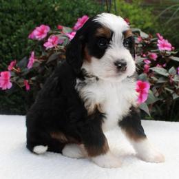 Luigi - Tri-color male Bernedoodle puppy in Perrysville, Ohio from Pleasant Valley Bernedoodles