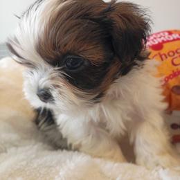Tiny - Black gold and white male Shih Tzu puppy in Paradise, California from Richview Shihtzu