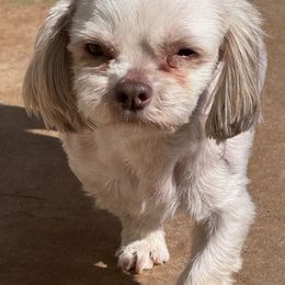 Shih Tzus and Shorkies from Shorkie & Shih Tzu Haven