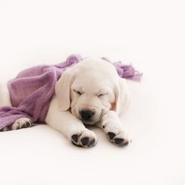 Girl 2 - Yellow Labrador Retriever puppy in Braselton, Georgia from Cedar Creek Labradors