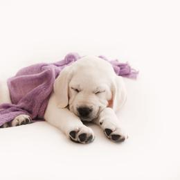 Girl 2 - Yellow Labrador Retriever puppy in Braselton, Georgia from Cedar Creek Labradors
