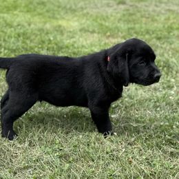 Red collar - Black male Labrador Retriever puppy in Ledyard, Connecticut from Outback Stables