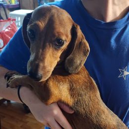 Ruby - Dachshund