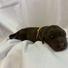 Bernedoodle and Labrador Retriever Puppies from MarmeDuke Doodles