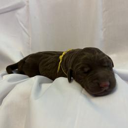 Bernedoodle and Labrador Retriever Puppies from MarmeDuke Doodles