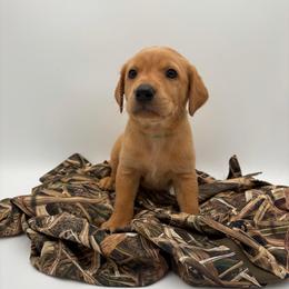 Green - Yellow male Labrador Retriever puppy in Heath Springs, South Carolina from Rich Hill Retrievers