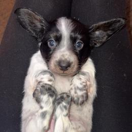 Tri pie LH - Piebald female Dachshund puppy in Madison, Wisconsin from SK Miniature   Dachshunds