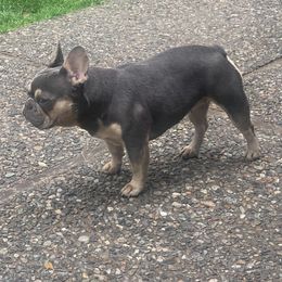 Macy - French Bulldog