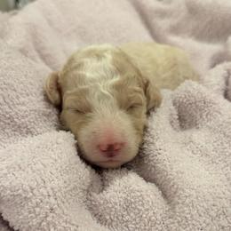 Pink - Fawn and white female Sheepadoodle puppy in Fayette, Alabama from Luxapallila Sheepadoodles