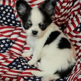 Pistol - Chihuahua