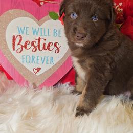Red Tri Male - Red tri-color male Australian Shepherd puppy in Crossville, Alabama from Bluff View Aussies