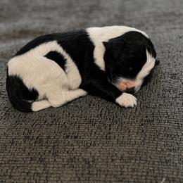 Poptart - Black and white male Cavapoo puppy in Blanchard, Oklahoma from Curly Q Cavapoos